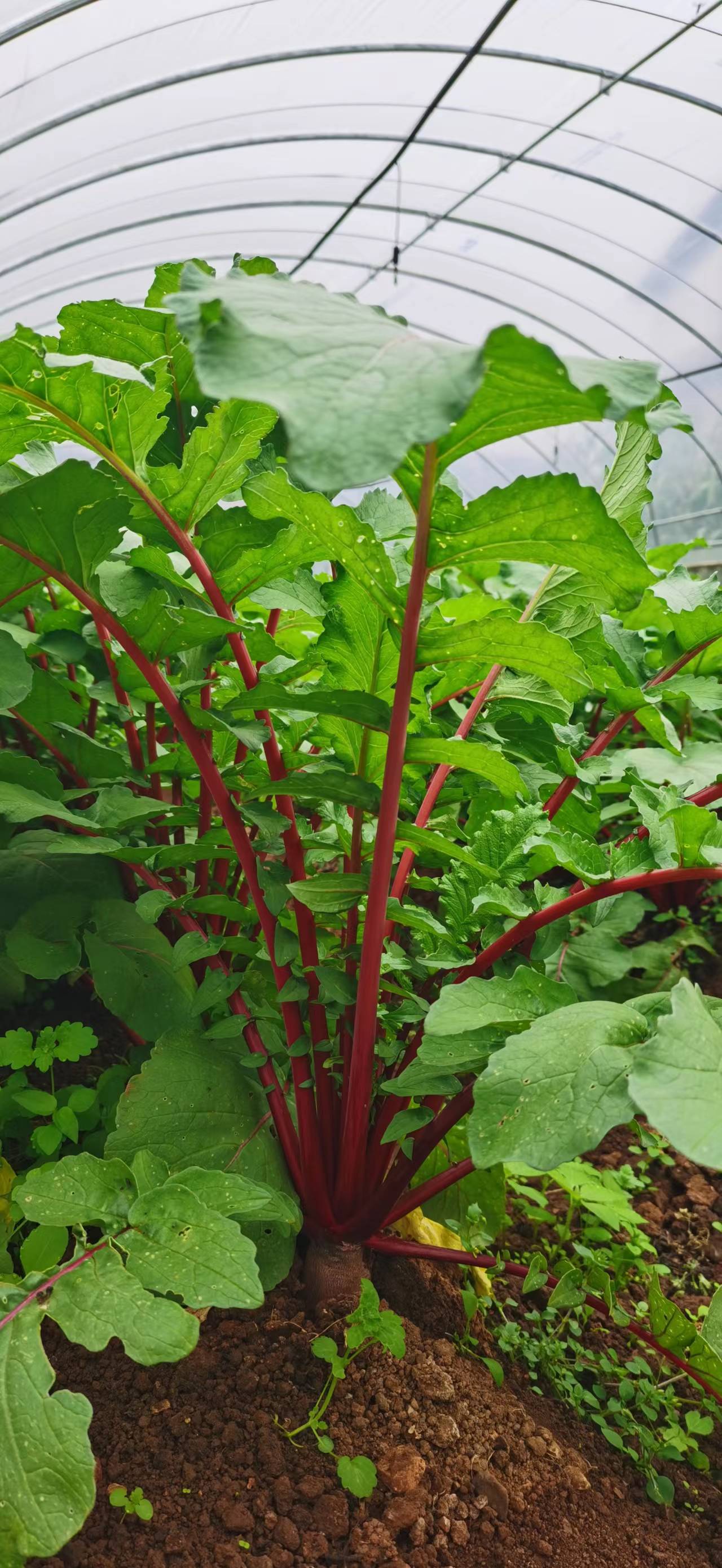 Radish plants growing in Sunyuan plantation greenhouse