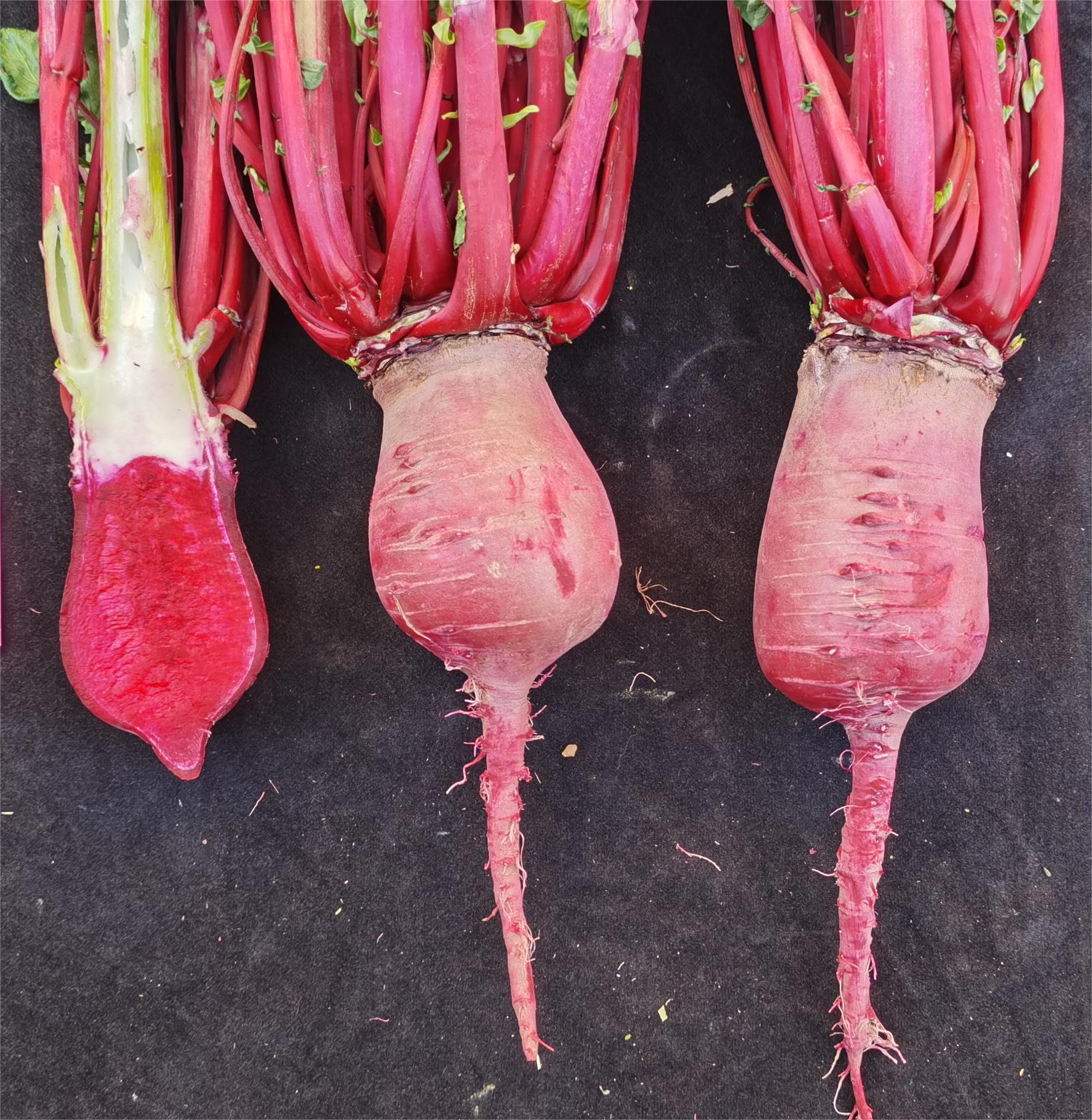 Red radish raw materials showing different internal pigment intensity