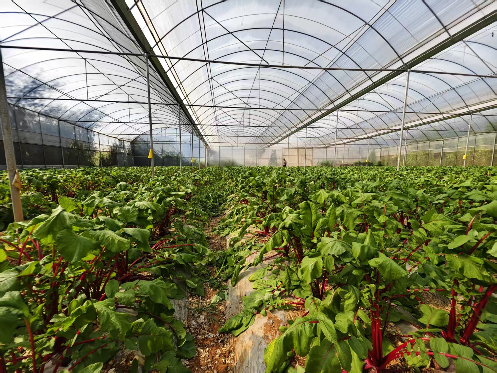 Own plantation base supporting raw material control